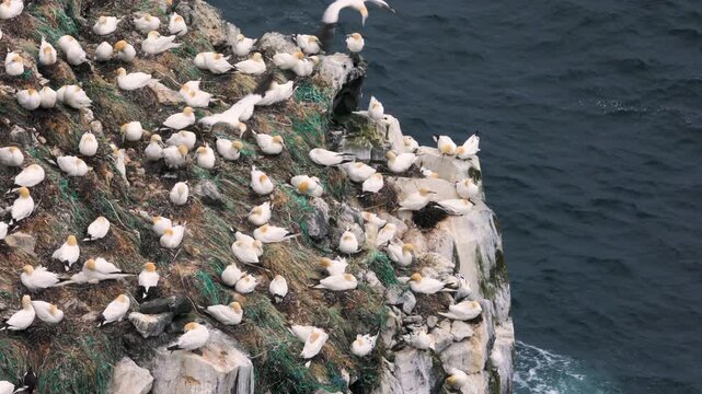 Large gannet colony on an isolated rock island surrounded by crashing waves in the north of Iceland, St&oacute;ri-Karl