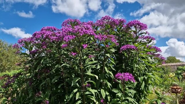 Vernonia arkansana 'Mammuth' a summer autumn fall flowering plant with a purple summertime flower commonly known as great ironweed, gardening stock photo image
