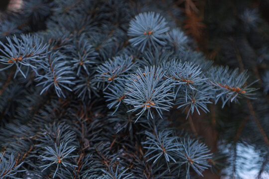 Blue Spruce Needles on Evergreen Branch in Winter