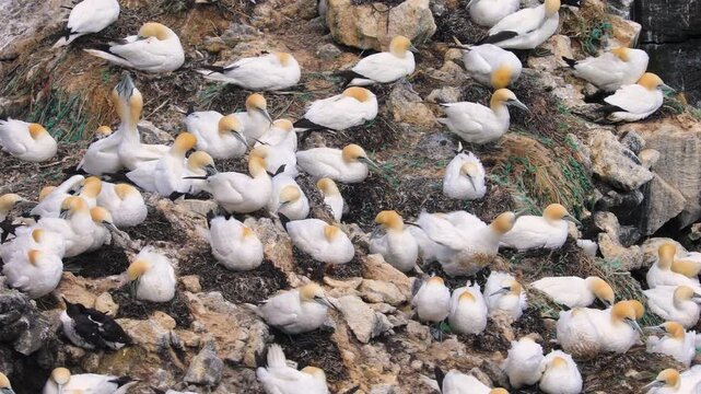 Large gannet colony on an isolated rock island surrounded by crashing waves in the north of Iceland, St&oacute;ri-Karl