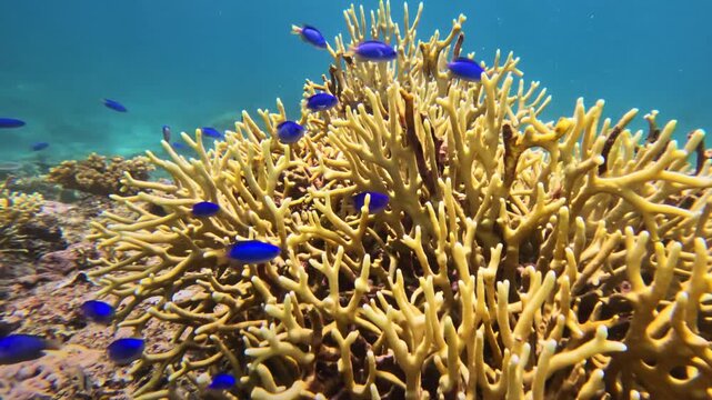 Vibrant blue damselfish inhabiting a branching hard coral formation on Fiji, showcasing the rich biodiversity and delicate ecosystem of the underwater world