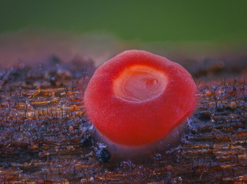 Small red mushroom. Close up picture of microscopic mushroom