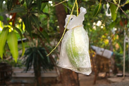 A green mango (Mangifera indica) still on the tree is wrapped in a clear plastic bag to protect it from pests.