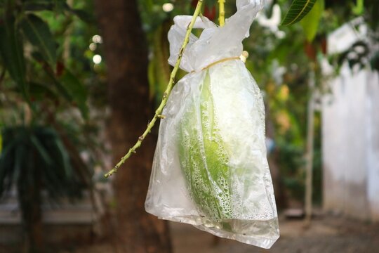 A green mango (Mangifera indica) still on the tree is wrapped in a clear plastic bag to protect it from pests.