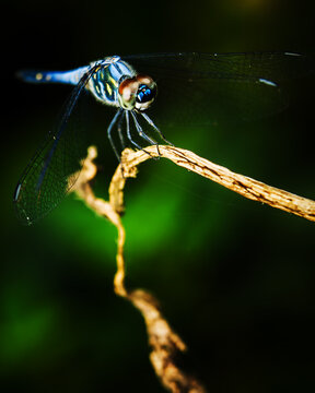Blue dragonfly with brown eyes and blue spot perched on a twisted dry twig