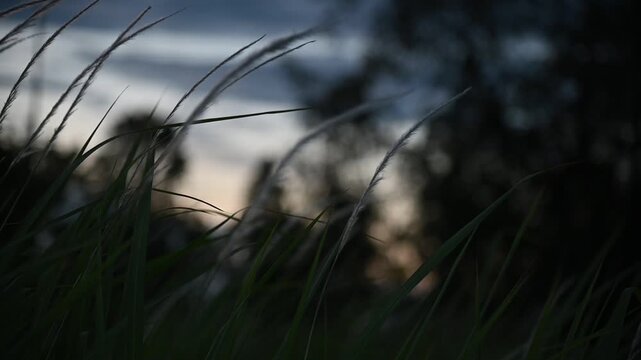 Silhouetted Feather Grass Swaying Softly Against Dusk Sky Video Background.
