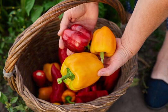 In a garden, a person picks yellow and red peppers from a basket. Various colorful peppers are visible inside the basket. It is bright outside
