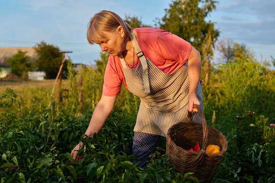 The woman picks vegetables in a garden while holding a basket. It is late afternoon and the sun shines down. Trees and plants surround her, showing a rural setting
