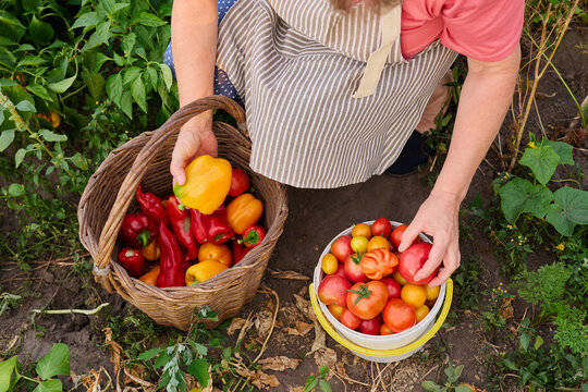 A person gathers ripe tomatoes and colorful peppers from their garden in late summer. They place the vegetables into baskets for storage and use