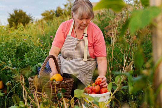 A woman picks ripe tomatoes and places them in a white basket while harvesting in her garden. The scene is set during sunset in a rural area