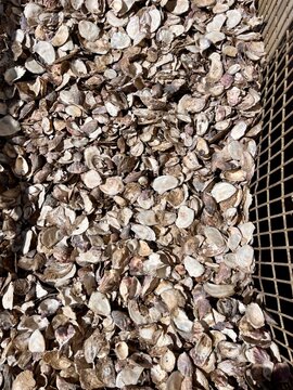 Many Oyster Shells