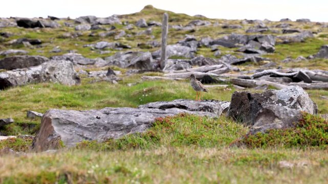 Bird calling out to its chick along the coast of Iceland
