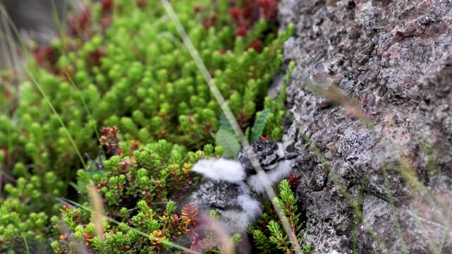 Small, freshly hatched bird chick struggling against the wind in Iceland