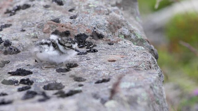 Small, freshly hatched bird chick struggling against the wind in Iceland