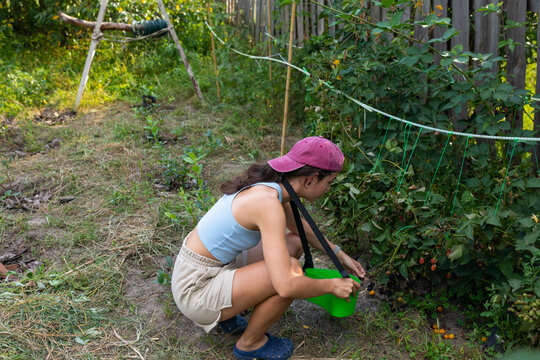 A teenager in a cap is picking berries on a private plot.