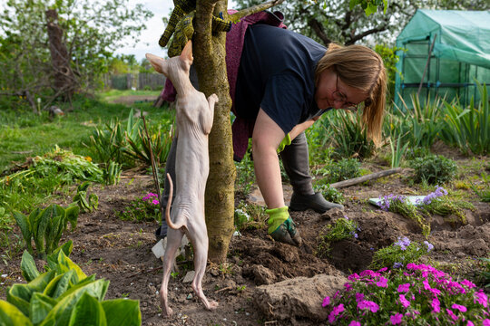 A woman with a cat is planting flowers.