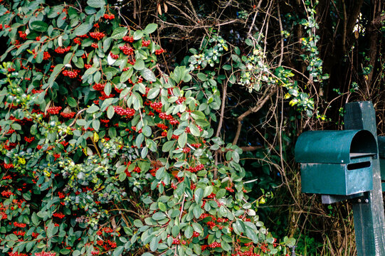 Green Mailbox Covered in Berry-Laden Shrub