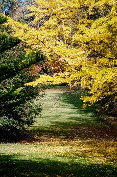 Film photo of Vibrant Autumn Landscape with Golden Leaves and Grass