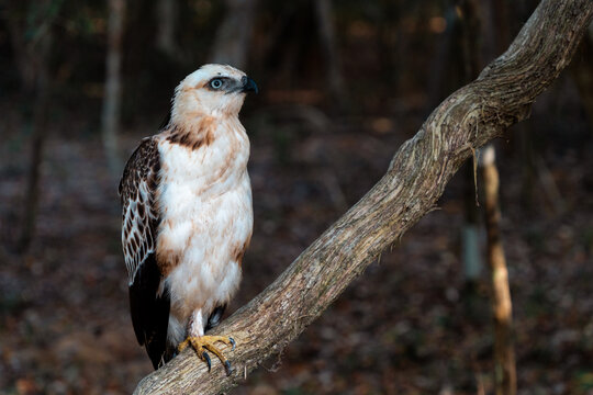 Eagle Stands on Branch in Forest During Daylight Hours