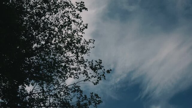 Looking up at delicate branches of a tall tree with drifting clouds in the background
