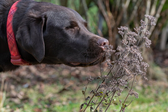 A chocolate Labrador retriever gently sniffing a dried, textured plant in a natural outdoor setting, embodying a moment of quiet curiosity and connection with nature