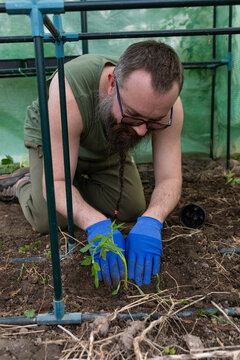 A man is planting a tomato in a greenhouse.