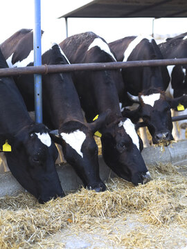 Holstein dairy cows eating hay at a feeding trough on a livestock farm