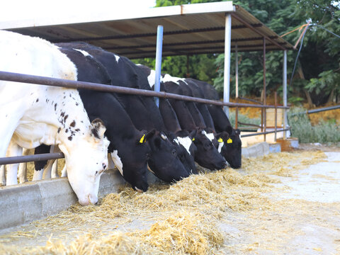 Group of Holstein dairy cattle feeding on hay in an open farm barn