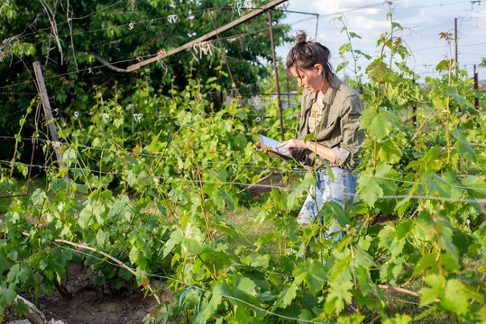 Agronomist with a tablet among the grape bushes in the vineyard
