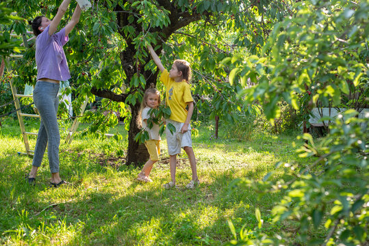 Mother and children picking cherries from a tree in the garden