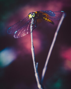 Dragonfly with green and purple eyes resting on a dry twig against a pink background