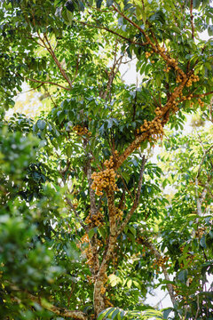 Langsat fruit clusters growing on tropical tree trunk