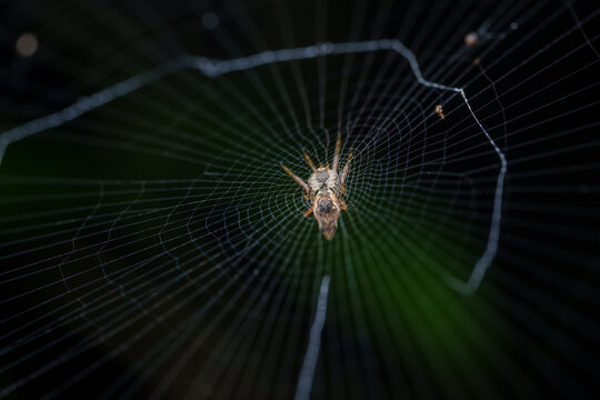 Spider Builds Web in Dark Forest 