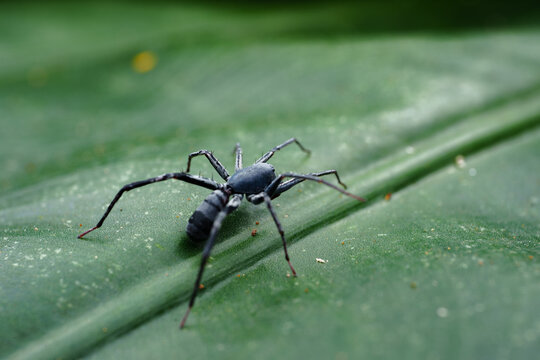 Spider Walking on a Green Leaf in a Natural Setting