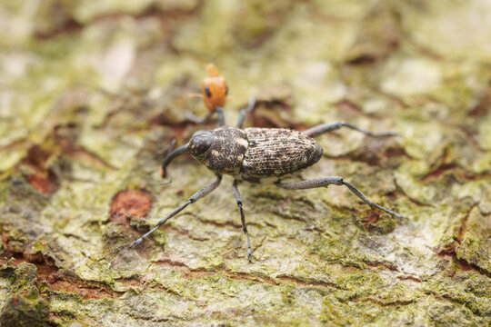 Weevil bug Crawling on Tree Trunk