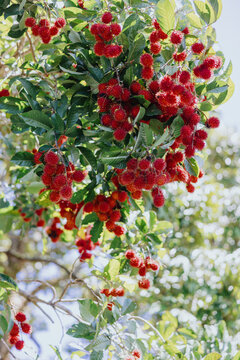 Ripe rambutan clusters growing on tropical tree branches