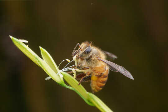 Bee Collects Pollen From Rice Plant in a Field During Daytime