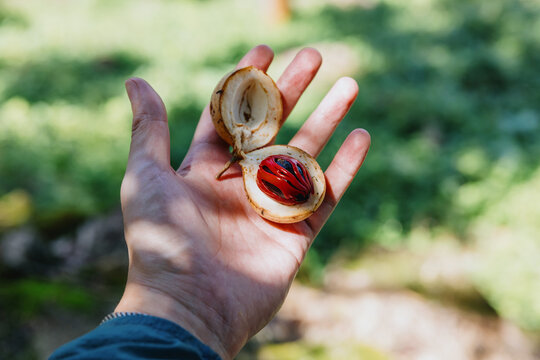 Hand holding opened nutmeg fruit with red mace and seed