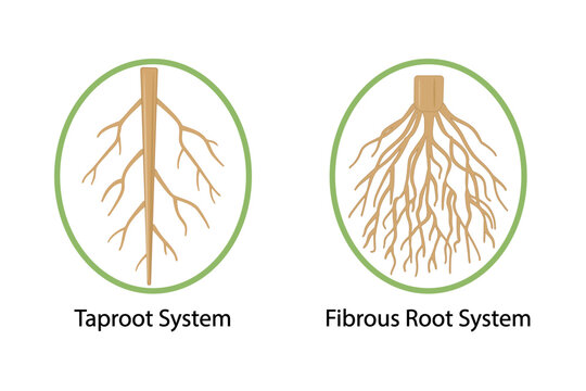 Root types icon on white background, comprehensive comparison between taproot system with its thick central primary root, taproot system and fibrous root system, biology education, vector illustration