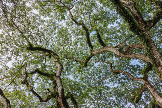 Looking up at sprawling tropical tree canopy
