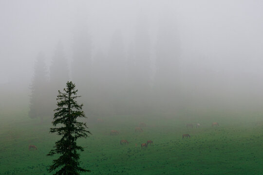 Hidden Prairie: Horses at Ease Enfolded in Mist.