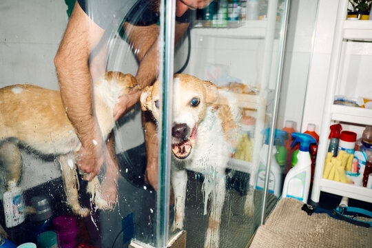 Man washes his two dogs at home