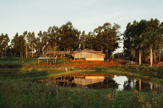 Rural Dairy Farm at Sunrise