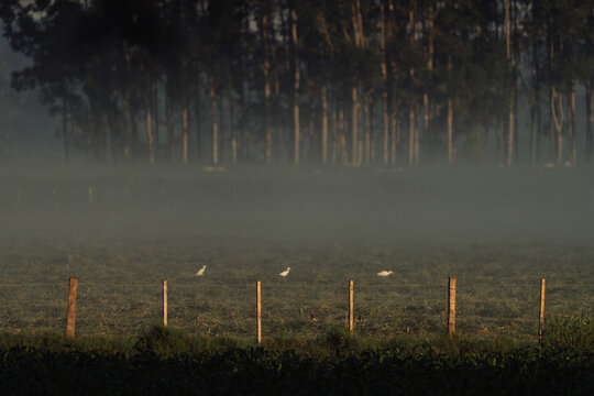 Egrets in Misty Field