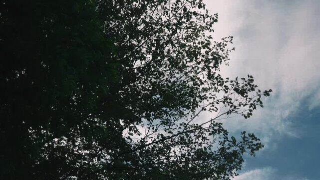 Looking up at delicate branches of a tall tree with drifting clouds in the background
