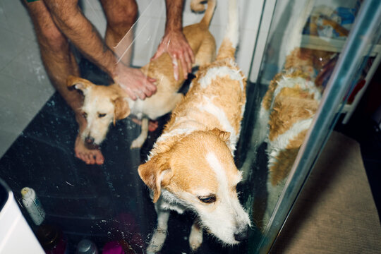 Dogs Getting Washed In The Shower