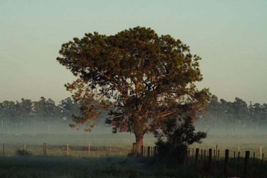 Lone Tree at Sunrise