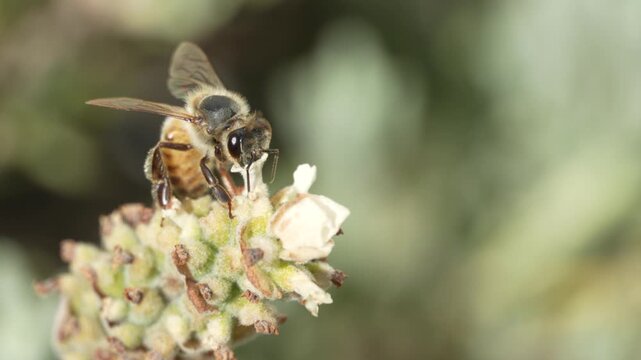 Honey Bee Feeding on Nectar from White French Lavender in Macro Close-Up. Detailed macro footage of a honey bee (Apis mellifera) moving between individual florets of white French lavender. 