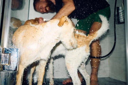 Happy man washes his two dogs at home