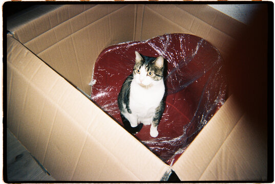 Tabby and white cat playing inside box